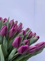 Тюльпан фіолетовий - Зображення 2