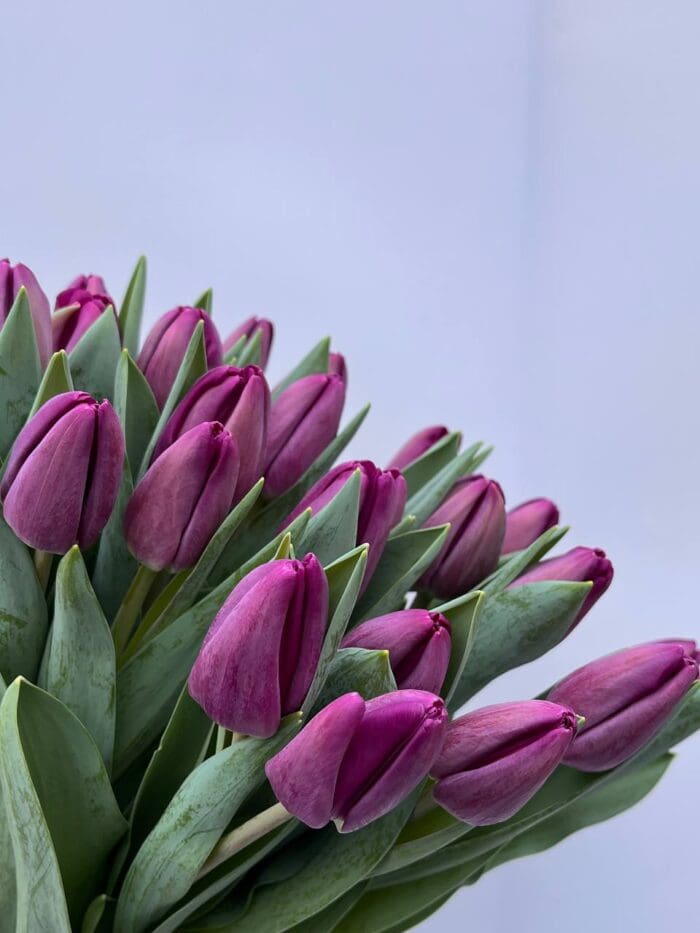 Тюльпан фіолетовий - Зображення 2