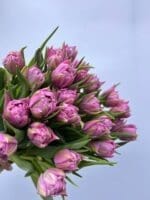 Тюльпан фіолетовий піоновидний - Зображення 2