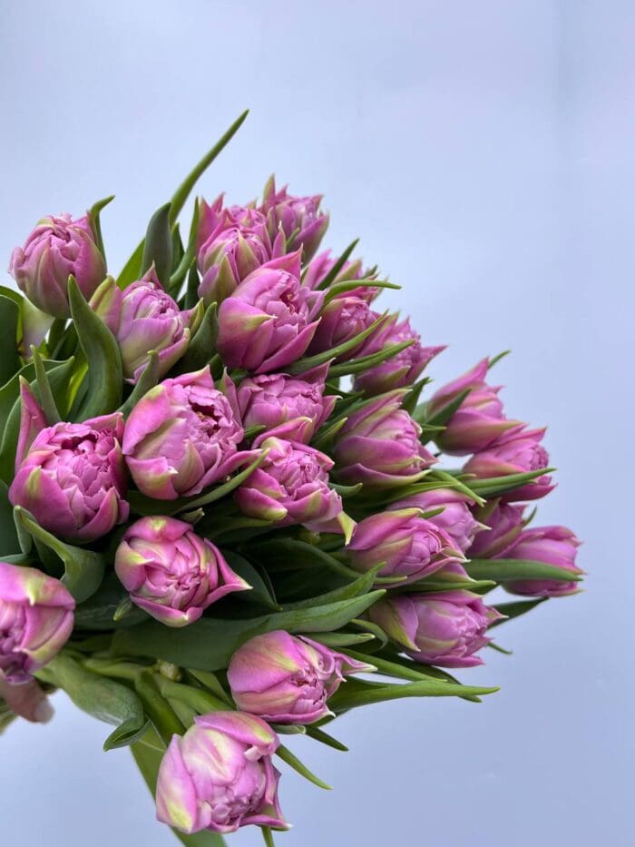 Тюльпан фіолетовий піоновидний - Зображення 2