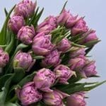 Тюльпан фіолетовий піоновидний