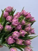 Тюльпан фіолетовий піоновидний