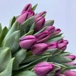 Тюльпан фіолетовий