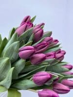 Тюльпан фіолетовий