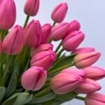 Тюльпан рожевий