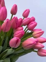 Тюльпан рожевий