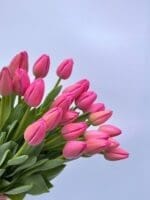 Тюльпан рожевий - Зображення 2