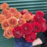 Букет "Червоний оксамит"