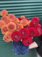 Букет "Червоний оксамит"