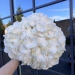 Весільний монобукет з гортензії