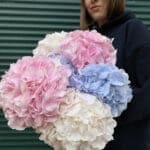 Монобукет з гортензії