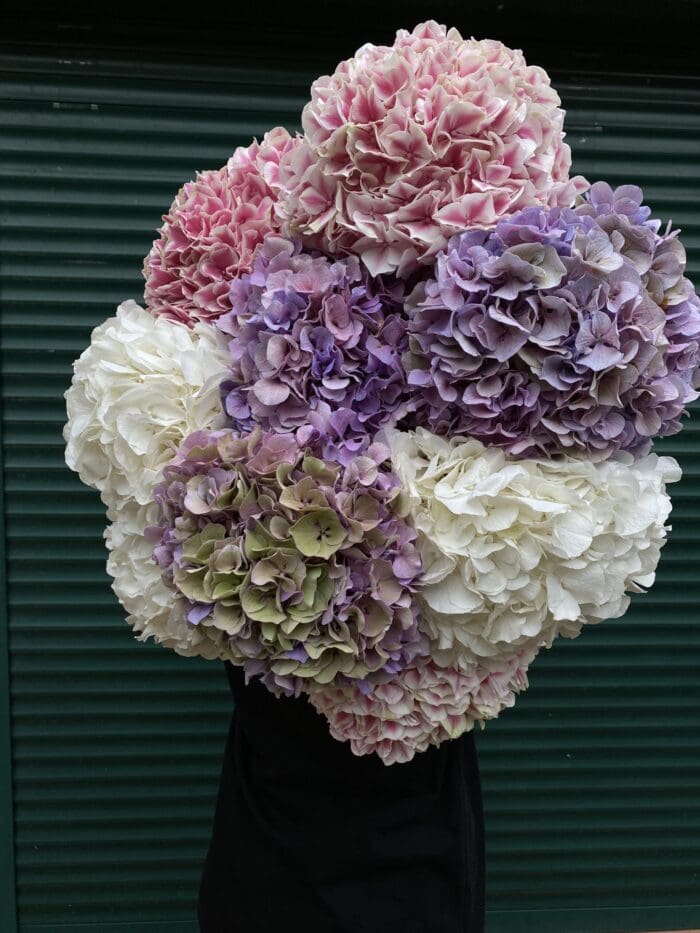 Монобукет з гортензії