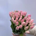 Тюльпан біло-рожевий