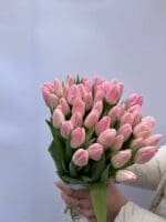 Тюльпан біло-рожевий