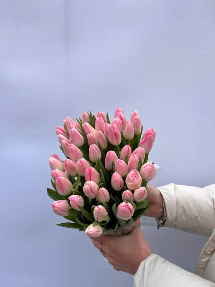 Тюльпан біло-рожевий - Зображення 2