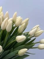 Тюльпан білий - Зображення 2