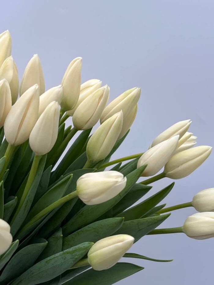 Тюльпан білий - Зображення 2