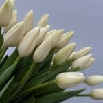 Тюльпан білий