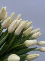 Тюльпан білий