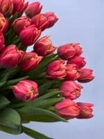 Тюльпан червоно-жовтий піоновидний - Зображення 3