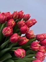 Тюльпан червоно-жовтий піоновидний - Зображення 2