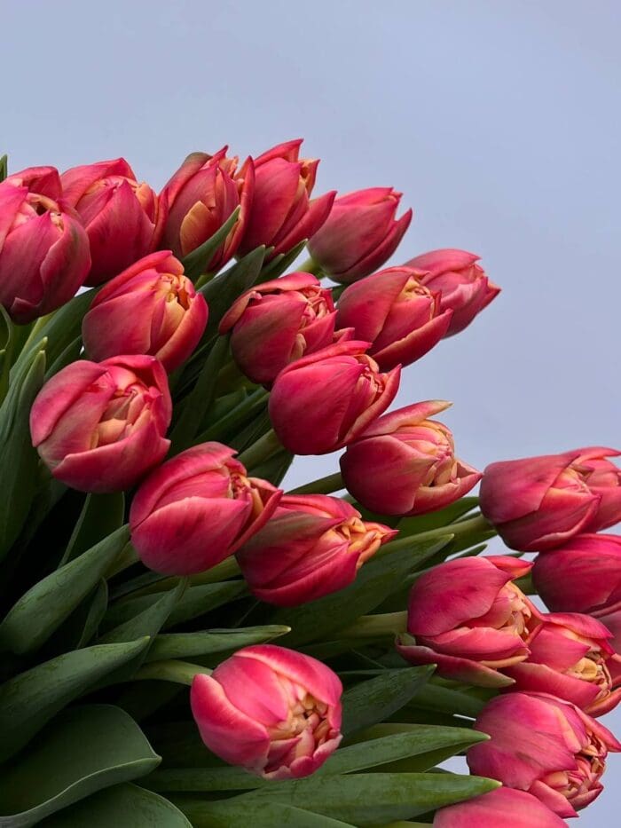 Тюльпан червоно-жовтий піоновидний - Зображення 2