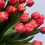 Тюльпан червоно-жовтий піоновидний