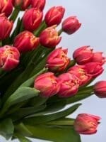 Тюльпан червоно-жовтий піоновидний