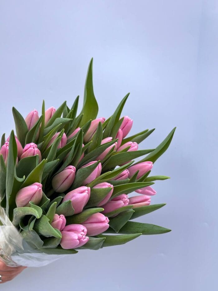 Тюльпан фіолетово-білий Argos - Зображення 2