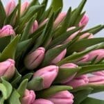 Тюльпан фіолетово-білий Argos