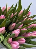 Тюльпан фіолетово-білий Argos