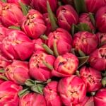 Тюльпан рожево-жовтий піоновидний