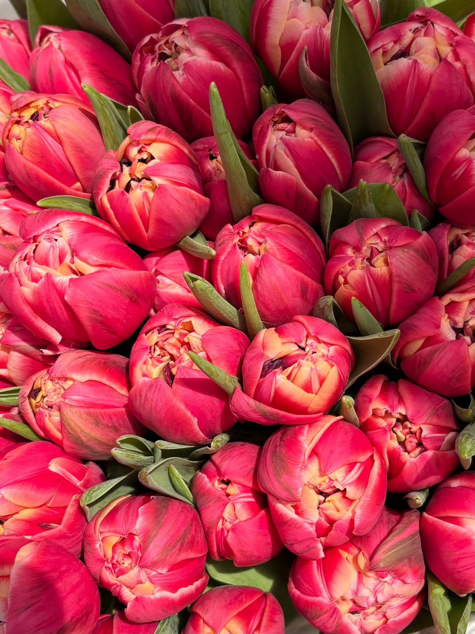 IMG_2116 Тюльпан рожево-жовтий піоновидний - Зображення 1