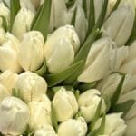 Тюльпан білий