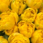 Тюльпан жовтий піоновидний