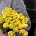 Тюльпан жовтий