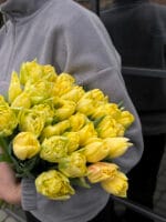 Тюльпан жовтий