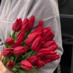 Тюльпан червоний