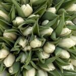 Тюльпан білий