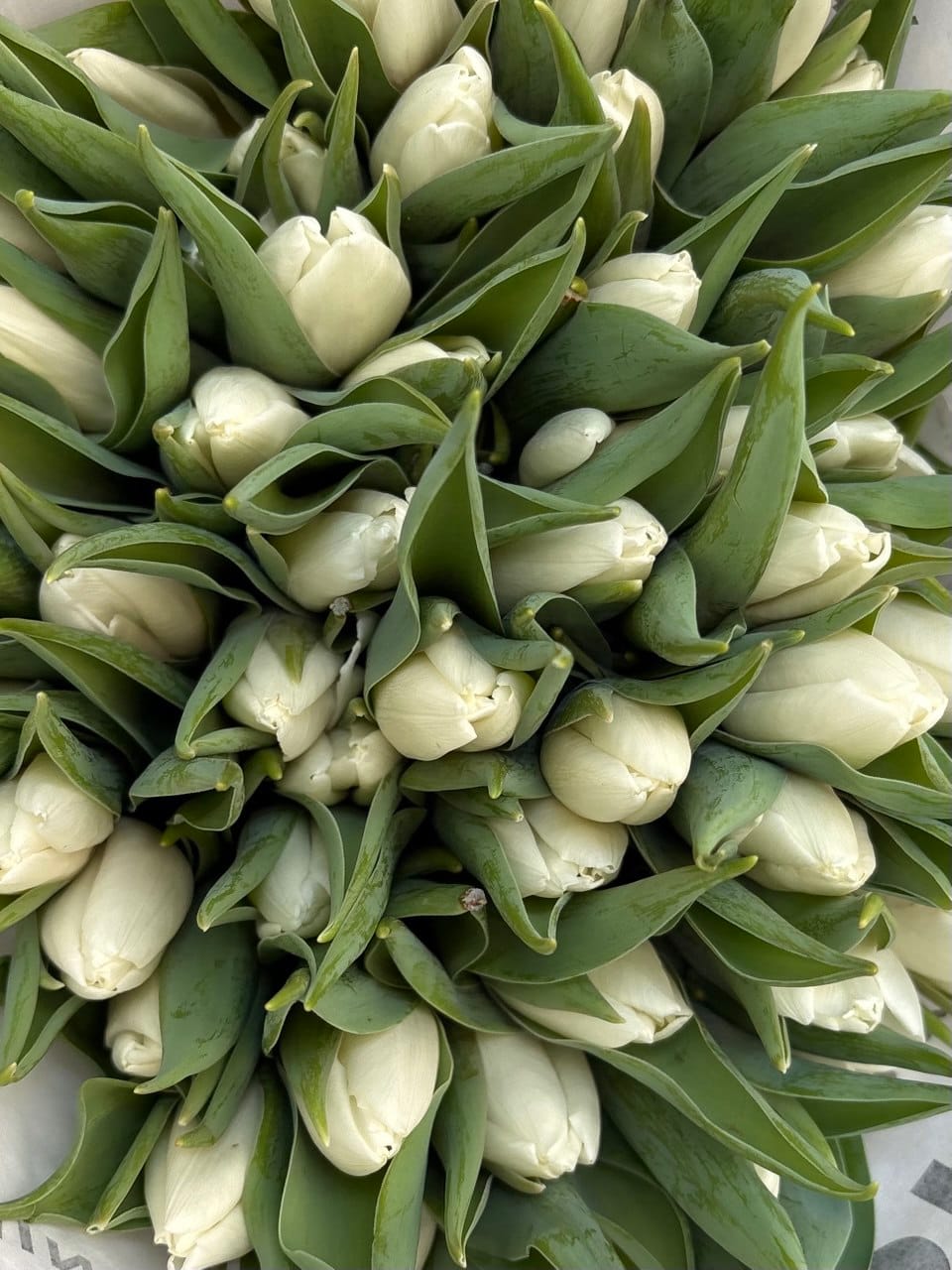 photo_2026-02-13_13-24-41 Тюльпан білий - Зображення 1