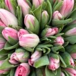 Тюльпан біло-рожевий