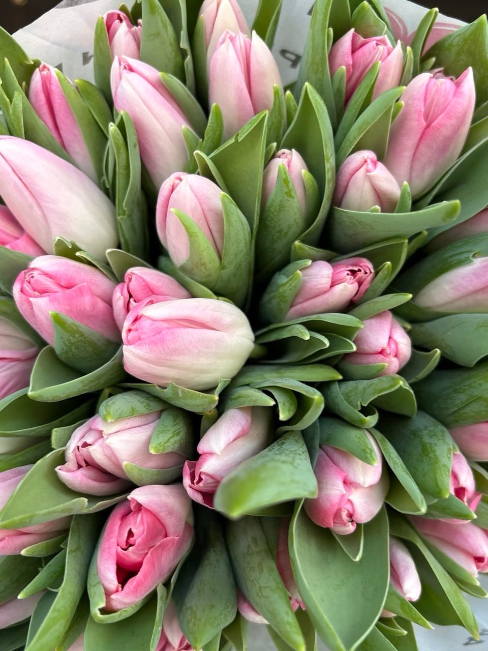 photo_2026-02-13_13-24-48 Тюльпан біло-рожевий - Зображення 1