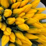 Тюльпан жовтий