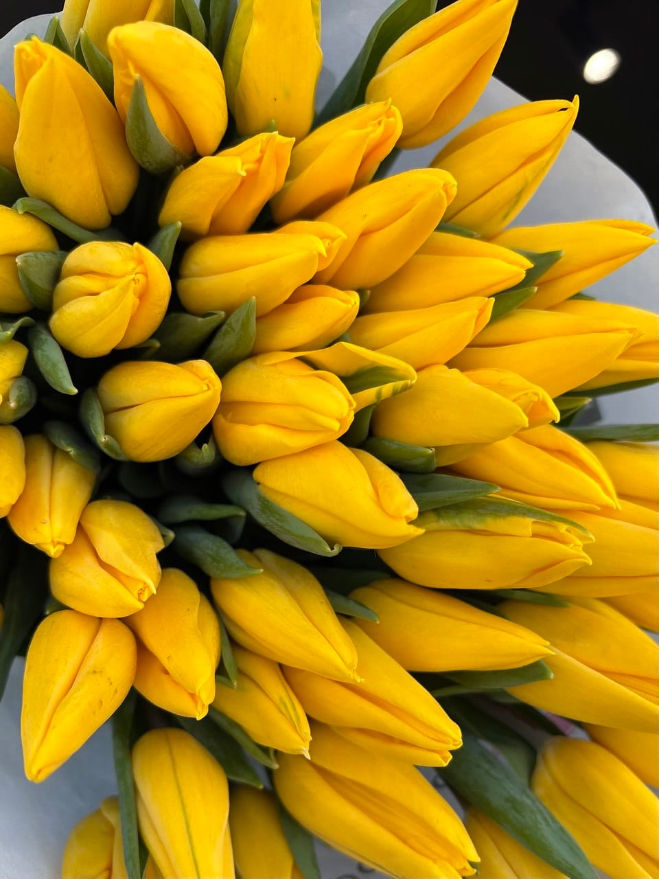 photo_2026-02-13_13-25-27 Тюльпан жовтий - Зображення 1