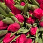 Тюльпан фуксія