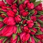 Тюльпан фуксія