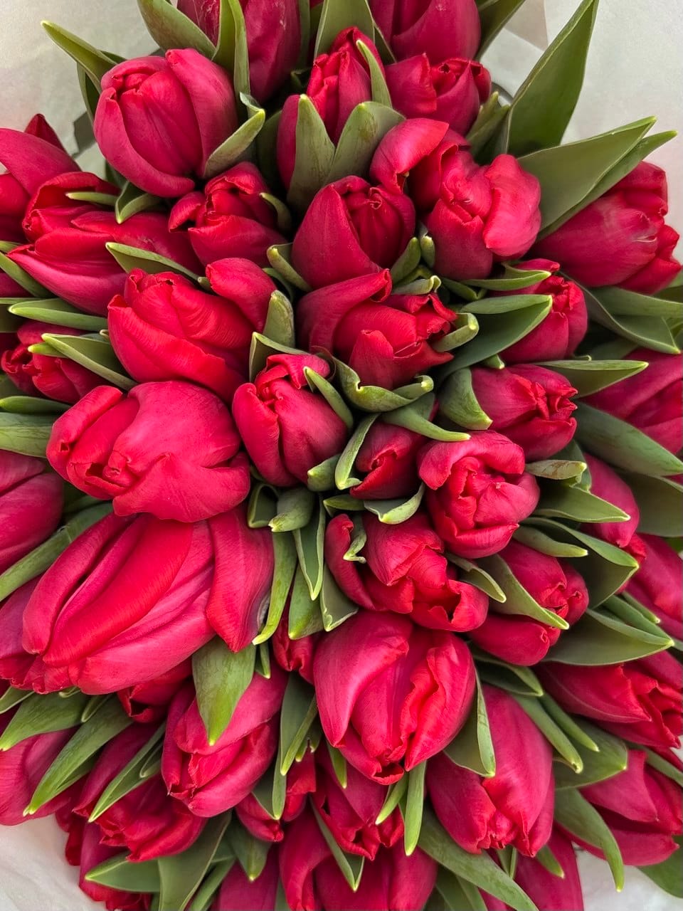 photo_2026-02-12_21-29-58 Тюльпан фуксія - Зображення 1