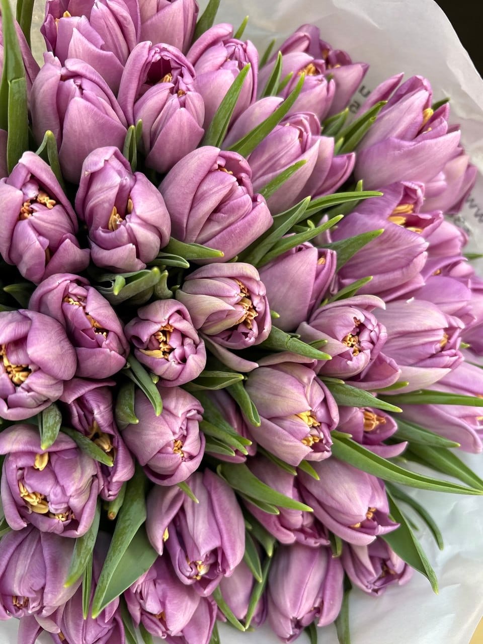photo_2026-02-12_21-37-44 Тюльпан піоновидний фіолетовий - Зображення 1
