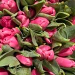 Тюльпан рожевий