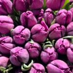 Тюльпан темно-фіолетовий